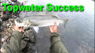 Cape Cod Canal Topwater Fun