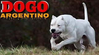 DOGO ARJENTINO