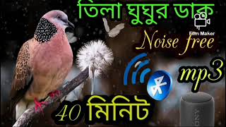 Spotted dove trap sound/gugu pakir dak / ঘুঘু পাখির ডাক /#bmmedia1