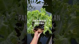 Panen Sayur Hidroponik Sendiri