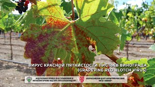 Вирус красной пятнистости листьев винограда (Grapevine red blotch virus)