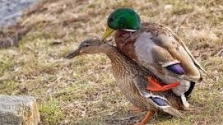 Duck and Goose quacking on a river in the forest / Nature environment video /