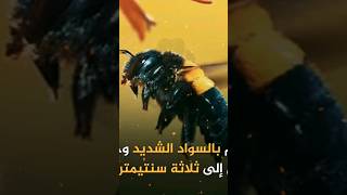 اقوى المخدرات . عسل الهلوسه |TREND100  #عسل #trend100 #معلومات