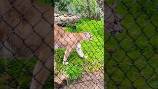 When the BIG CAT invades #zoo #lion #wildlife #animals #shorts #viral #trending #fun #travel