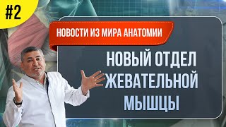 Новости из мира анатомии. Жевательная мышца