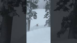 Pow day in lake tahoe