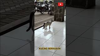 KUCING BEDUAAN #dafsfamilychannel #kucingberdua #kucingpacaran #kucingsantuy #catlover #catshorts