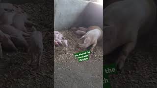 18piglets from first time mother #foryou #farming #animals #pigbreeding #pig #piggery #pighusbandry