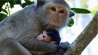 Cute New Baby Monkey, Mom Take Care Well, Daily Monkeys Man#1192