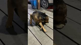 Dog. how to calling dog. short video, dogy style. big dog, pets animal. sound call dog 🐕