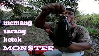 INILAH SARANG IKAN BETOK MONSTER-mancing betok papuyu