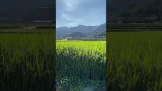 🌾Korean countryside rice field