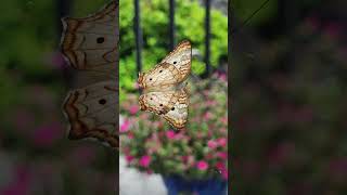 Beautiful White Peacock Butterfly with flowers photos #naturephotography #butterflies #flowergarden