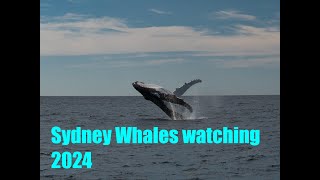 Sydney whales watching   4K