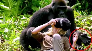 Man Introduces His Wife To Gorillas He Raised And Things Didn’t Go As Planned