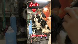 We fixed Louie’s Grinch feet! 🐾🥰#doggroominglife #funny #cute