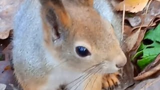 Бусинка убежала прятать орешек🍂🍁🌞🐾🌳😋🌰🐿❤#белка #белочка #лес #природа #squirrel