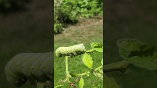 How To Spot And Stop Hornworms In Your Garden! #farmlife #garden #growyourownfood #diy #homestead