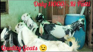 Long Ears 👂..Top Quality..Double Haddi Kota Male Goats Starting @only 9500/-.At #PathanFarmHouse..😇