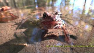 Frog News- Nachrichten aus der Frosch-Perspektive - Moorschutz bremst die globale Erwärmung