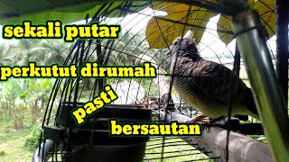 suara perkutut ini tak henti hentinya memanggil lawan #pemikatdesa