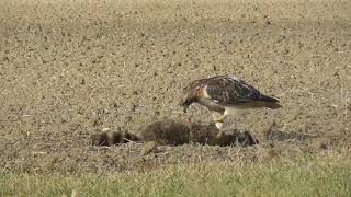 Red-tailed Hawk Enjoying A Roadkill Raccoon  RTHA 010