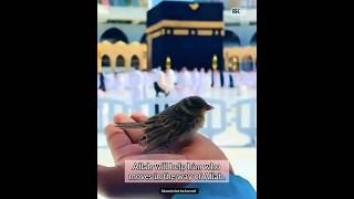 Sparrow in Kaaba #shorts #viral #youtubeshorts