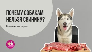 Почему собакам нельзя свинину? Мнение зоодиетолога.