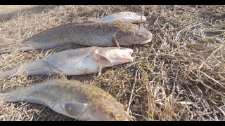 закрыли сезон по воде. Наловли налимов