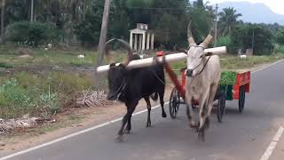 Weed management in natural farming | இயற்கை விவசாயத்தில் களை மேலாண்மை