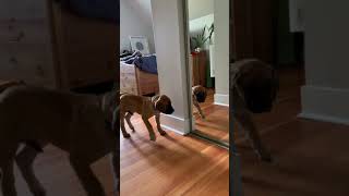 Puppy sees reflection for first time