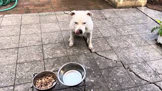 35. My Pit Inhaling her Breakfast March 24, 2024 #pitbull