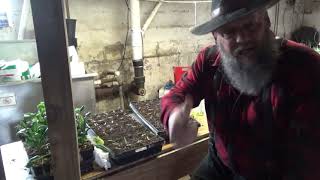 The Exact Details on When  & How to Bottom Water Vegetable Plant Starts in Trays