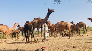 The owners are milking the camels.