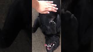 Labrador wants to be tickle