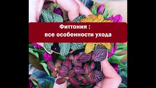 Фиттонии : все особенности ухода // Советы опытного агронома