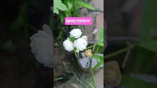 জলগোলাপ। #জল #গোলাপ #shorts #subscribe