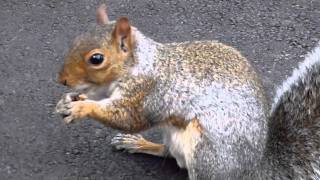 Σκίουρος ταΐζεται στη Νέα Υόρκη. Squirrel in New York.