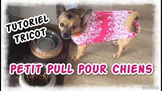 Petit Pull Elastique Pour Chiens Tutoriel Tricot