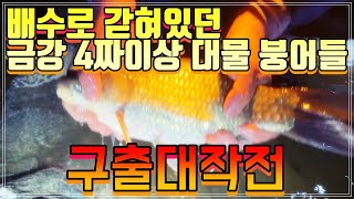 배수로 갇혀있던 4짜이상 금강 대물붕어들 구출작전 [ rescue big carp ]