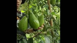 Aligator Gunung Wungkal  #aligator  #fruit  #buah  #gardening