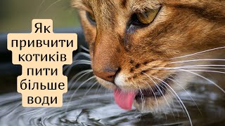 Як привчити котиків пити більше води? Чому кішка мало п'є?