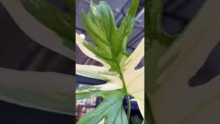 Philodendron Series - Philodendron Warscewiczii Variegated I PlantFactory