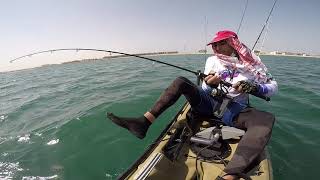 Season Opener Cobia on trolling lure in Dubai