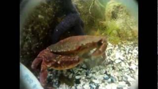 HD GoPro - Underwater video at Elliott's Beach Park, Vancouver Island.