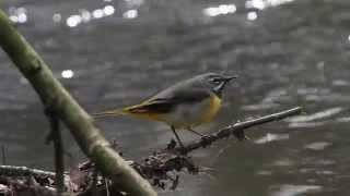 Grey Wagtail (Motacilla cinerea)