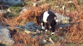 The goats of Lynton and the Valley of the Rocks