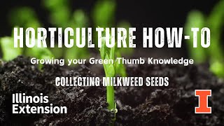 Horticulture How-To - Harvesting Milkweed Seeds