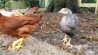 Chickens doing chicken things for 10 minutes, relaxing , ASMR