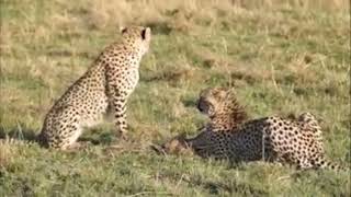 Cheetahs hunt